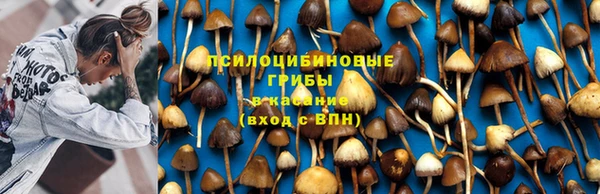 прущие грибы Баксан